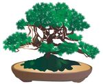 绿植盆栽