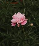 鲜花 花 花卉 野花