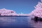 粉色梅花 梅花 鲜花 花卉