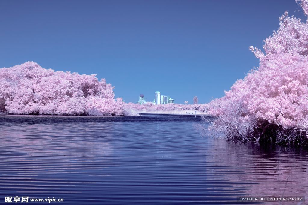 粉色梅花 梅花 鲜花 花卉