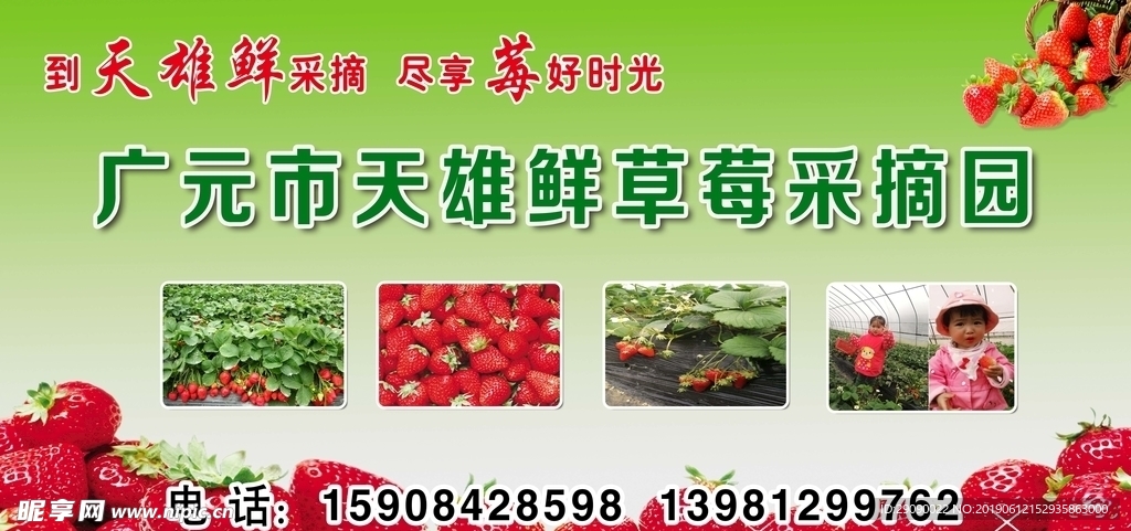 草莓采摘
