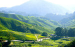 绿色茶园风景