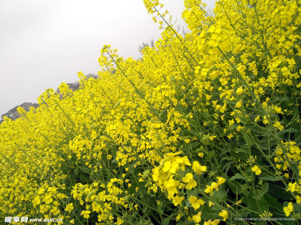 油菜花田