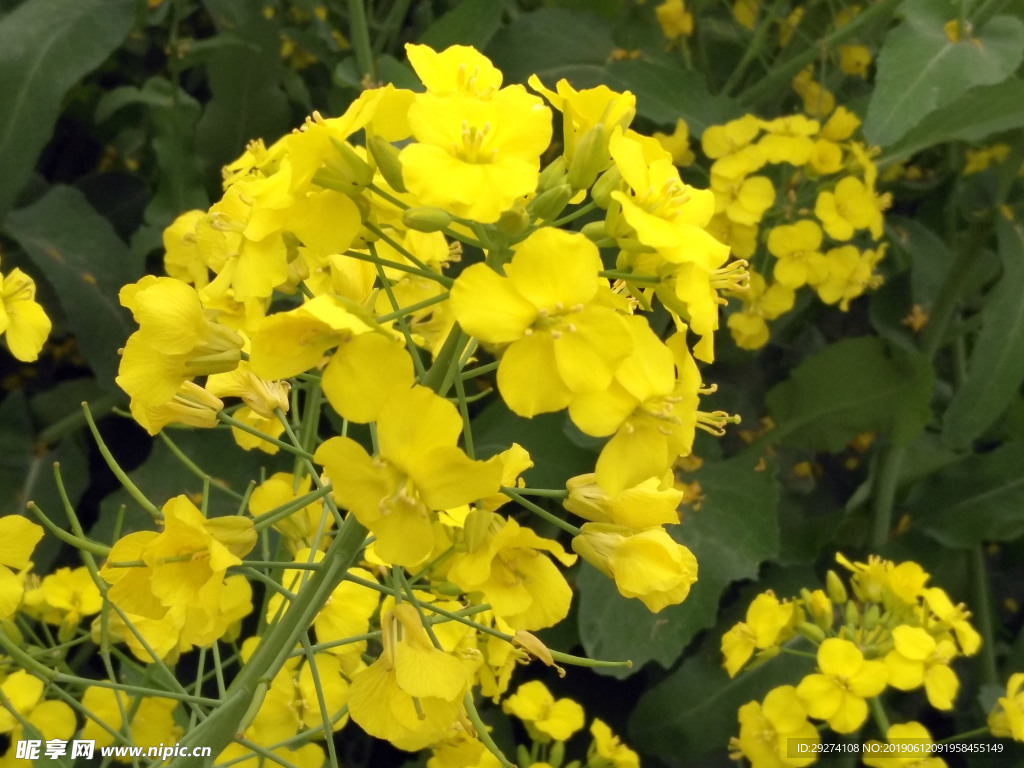 油菜花