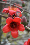木棉花