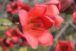 木棉花