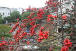 木棉花