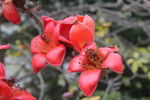 木棉花
