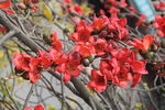 木棉花