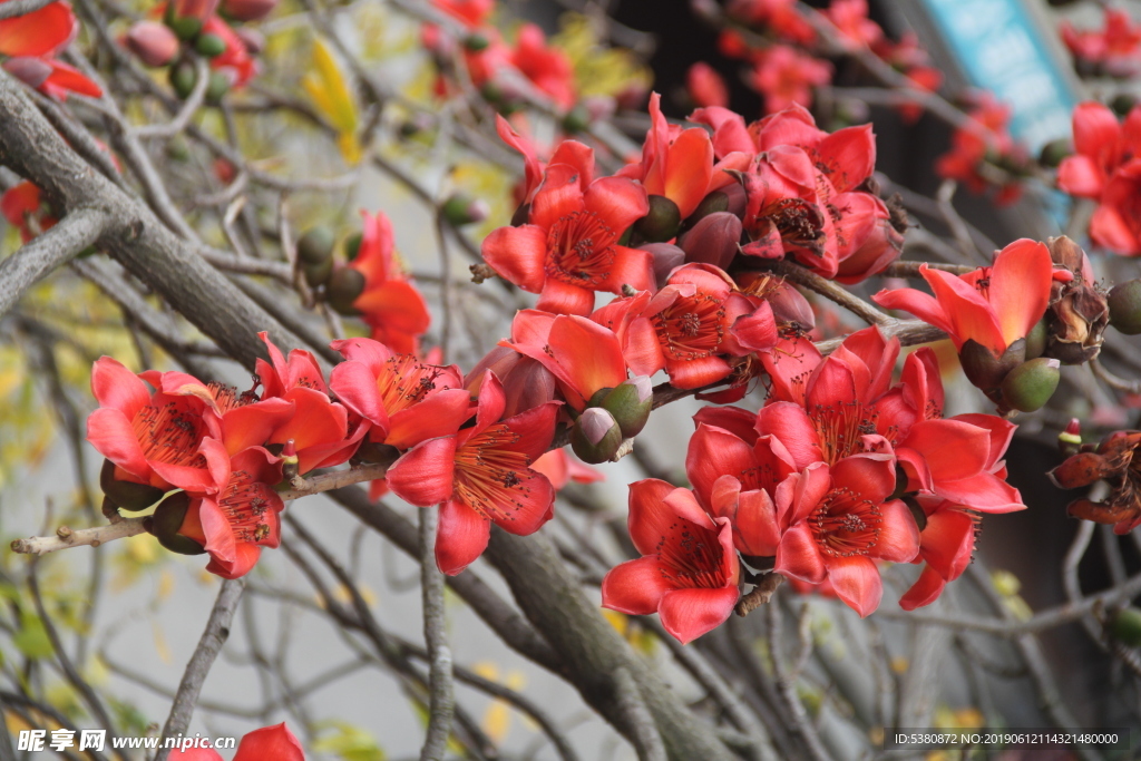 木棉花