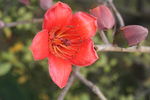 木棉花