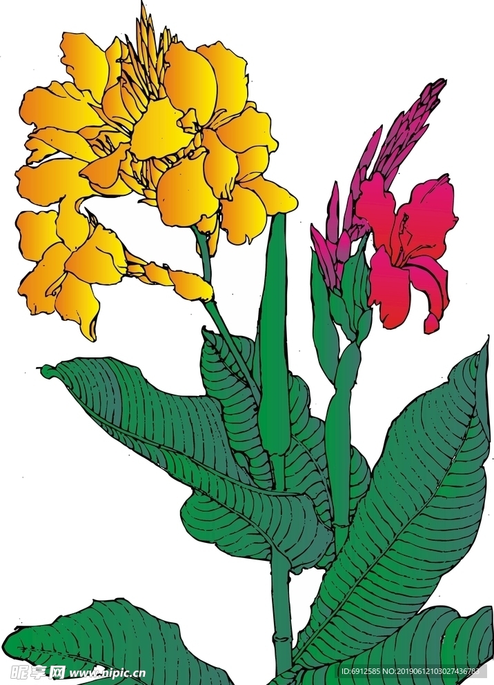 美人蕉