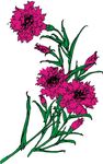 石竹花