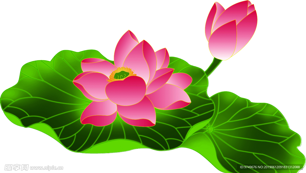 荷花