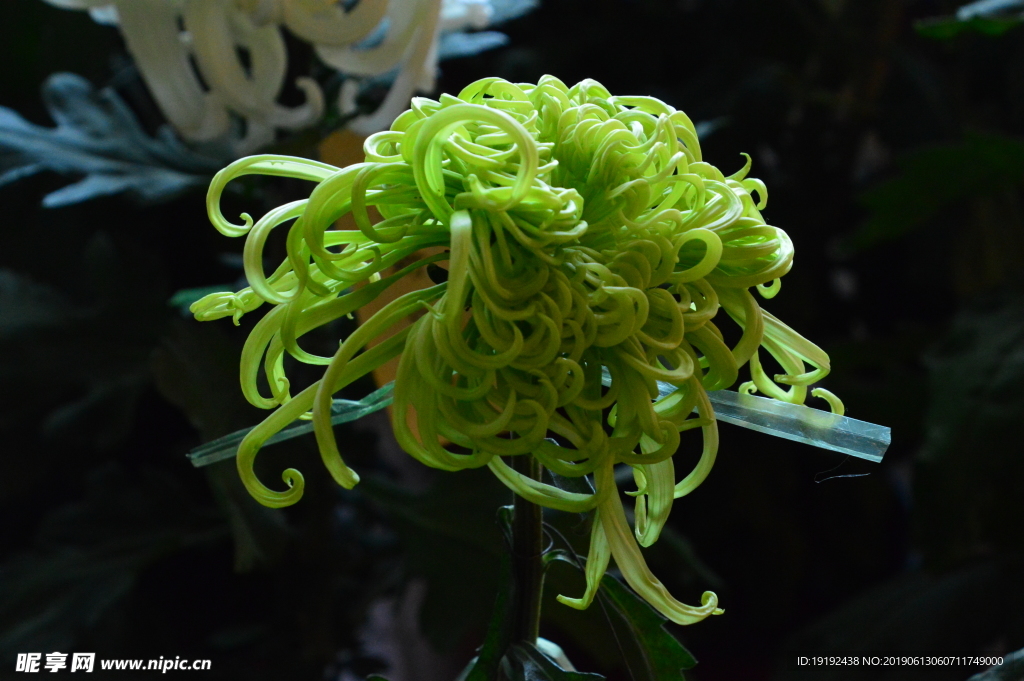 菊花