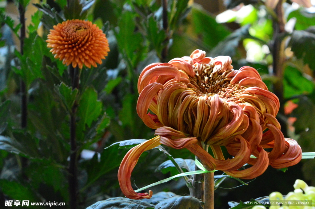 菊花