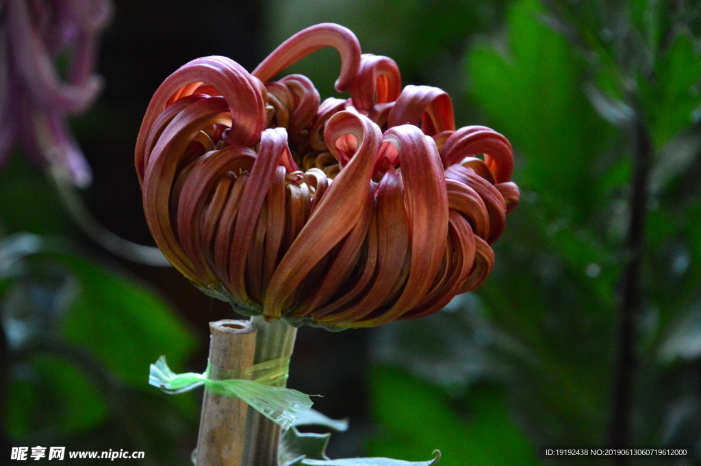 菊花