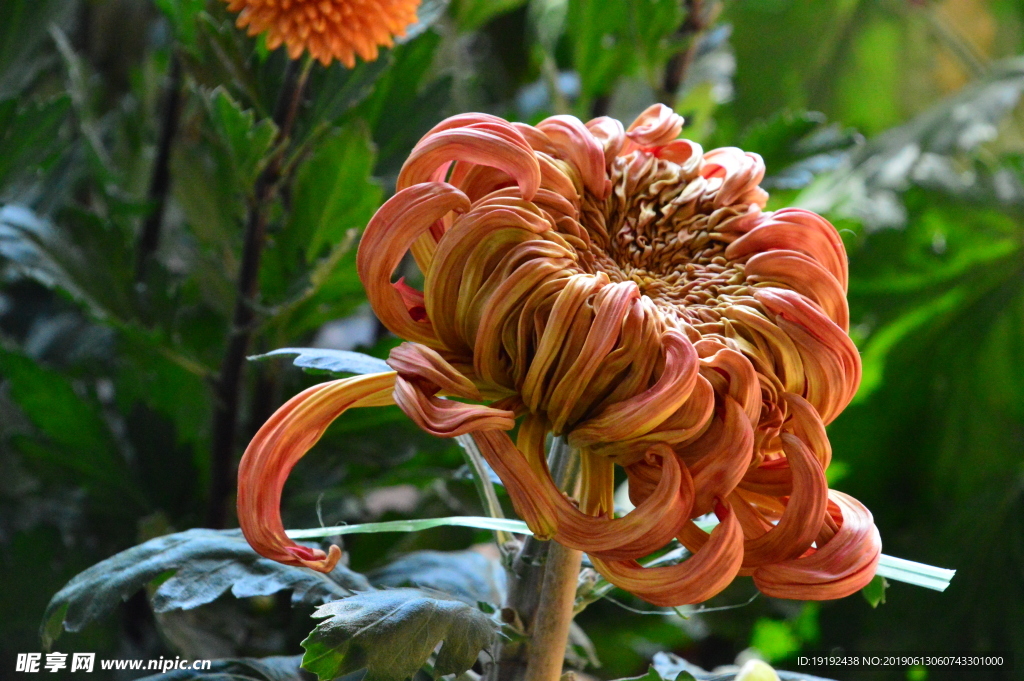 菊花