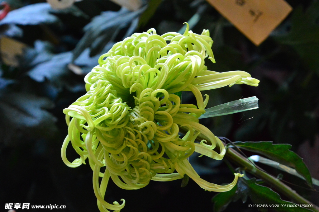 菊花