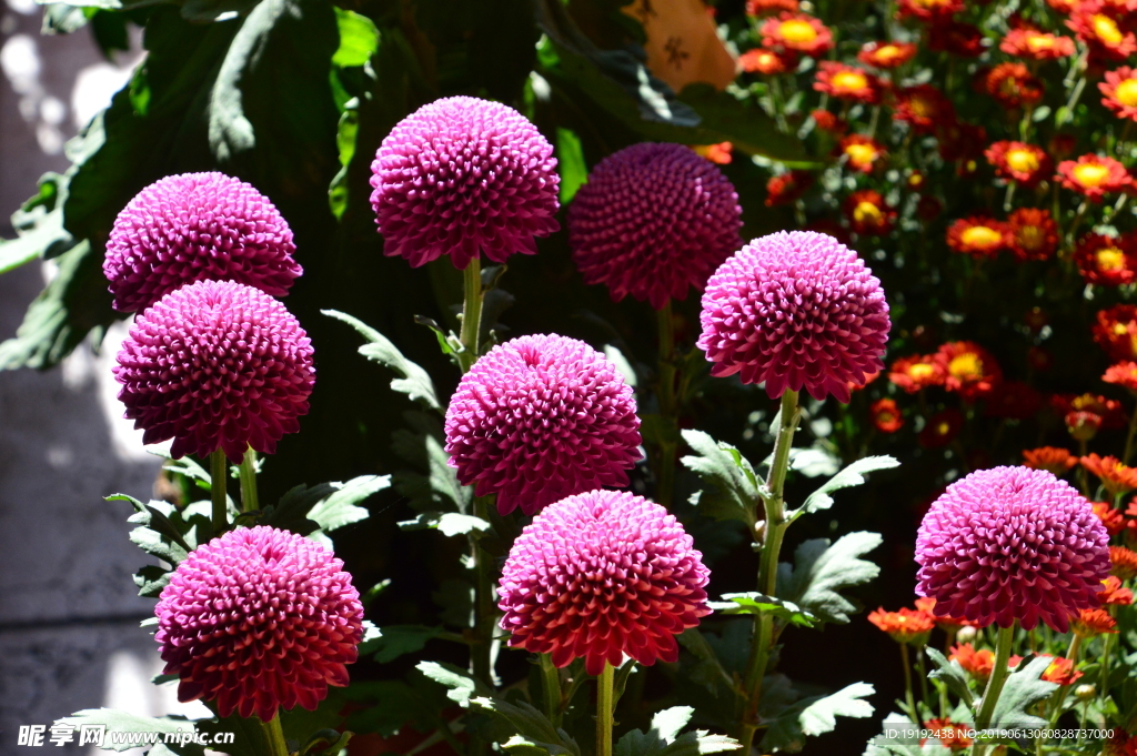 菊花