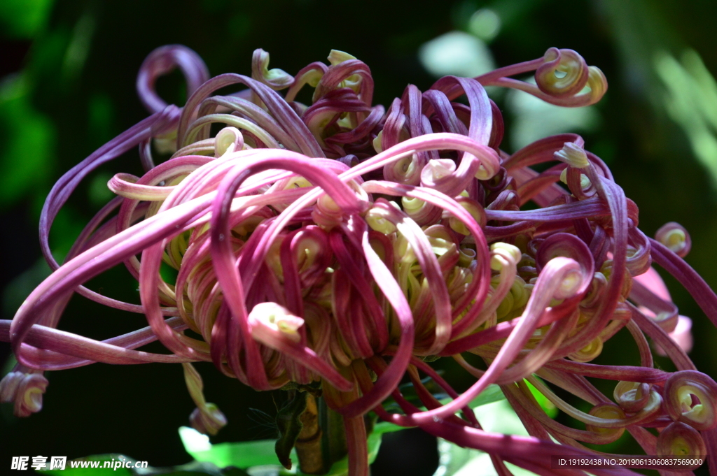 菊花