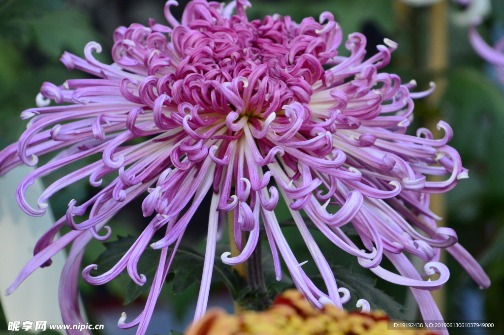 菊花
