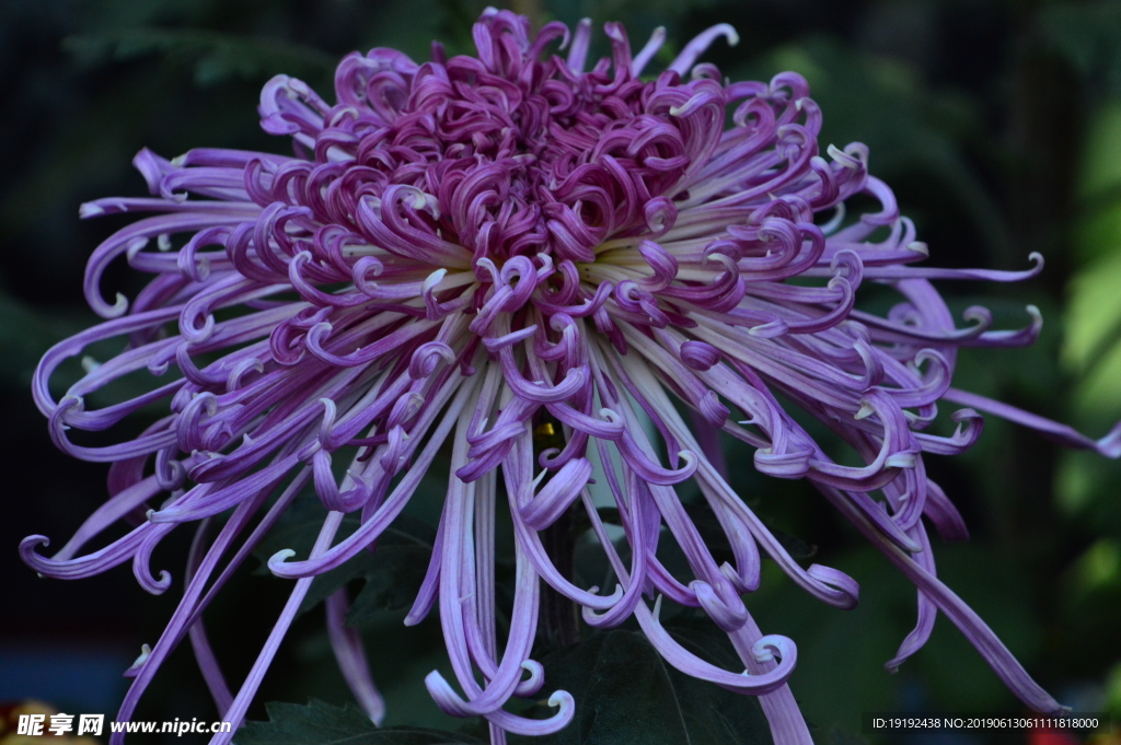菊花