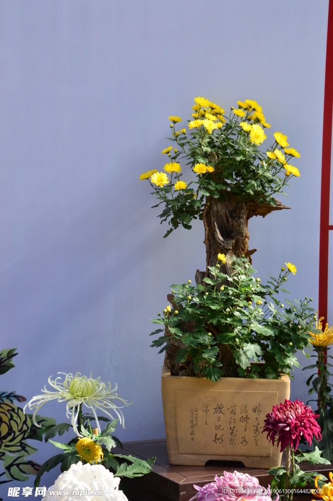 菊花