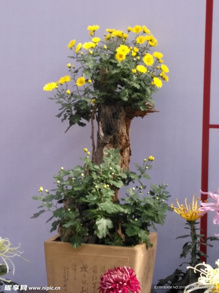 菊花