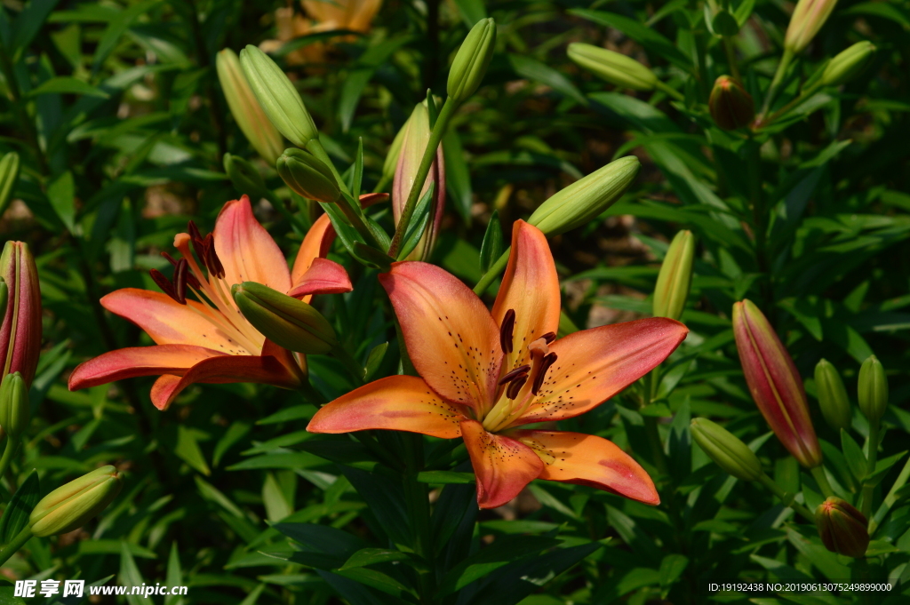 百合花