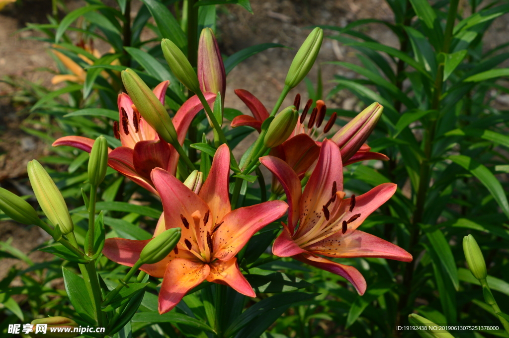 百合花