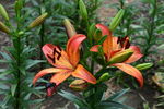 百合花