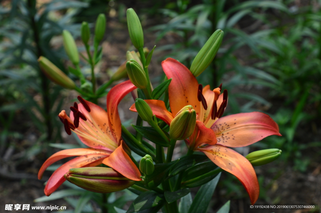 百合花