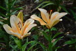 百合花
