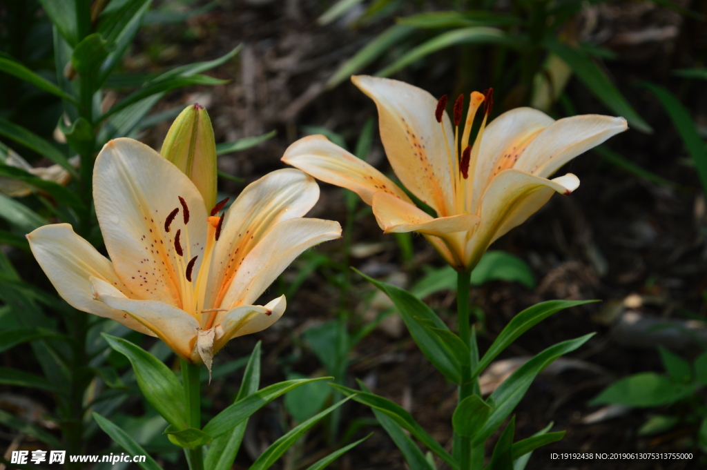 百合花