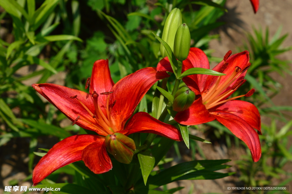 百合花