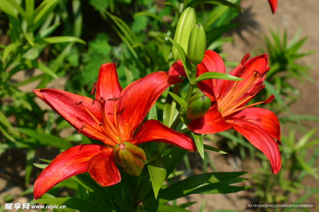 百合花