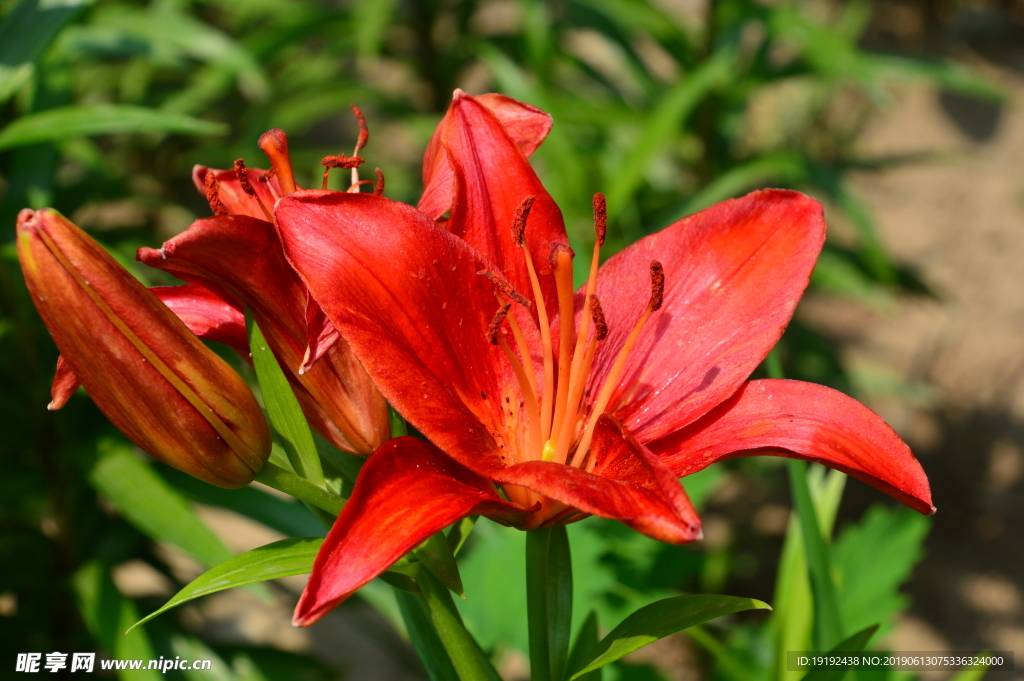 百合花