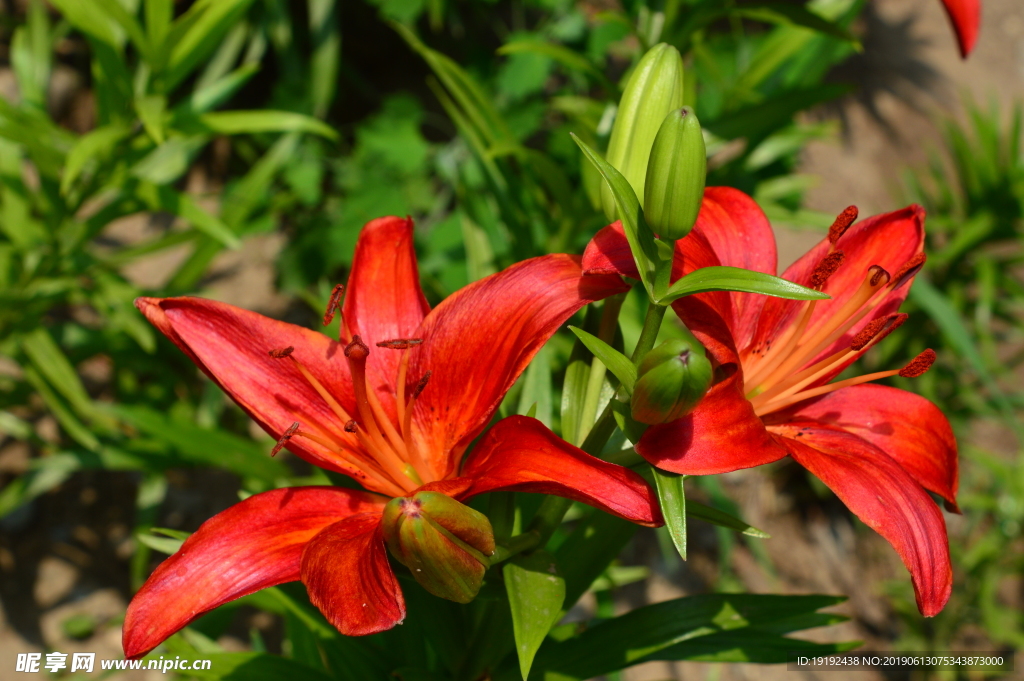 百合花