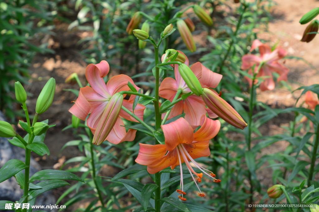 百合花