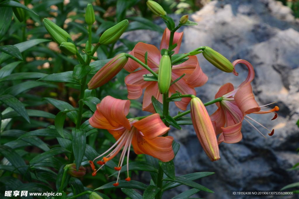 百合花