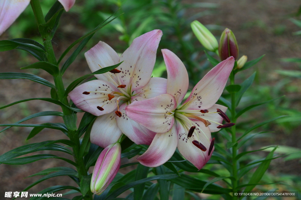 百合花