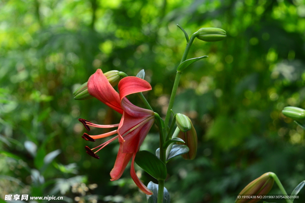 百合花