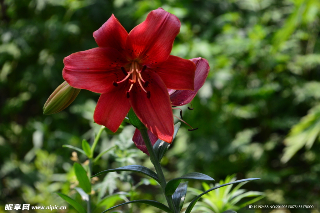 百合花