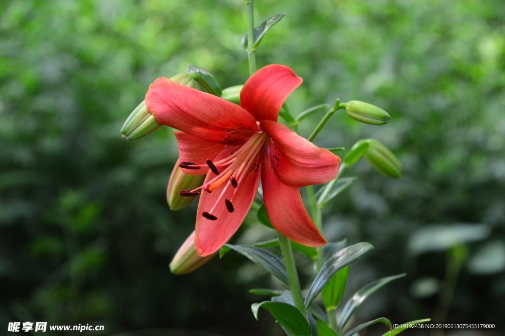 百合花