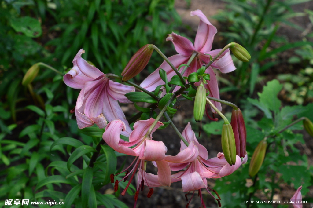 百合花