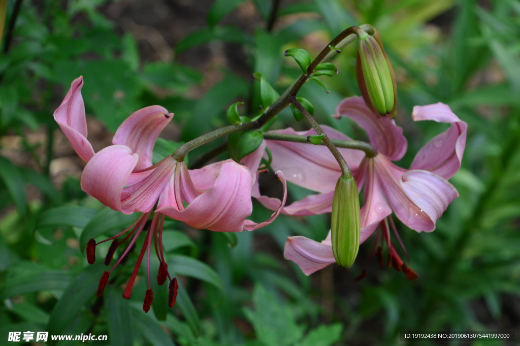 百合花