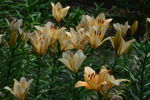 百合花