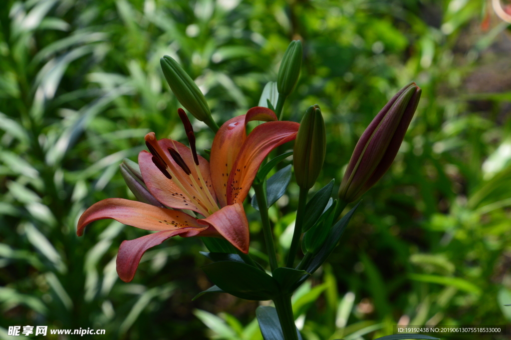 百合花