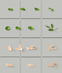 植物叶子花瓣 PNG 免扣素材